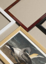 Widok z góry na cztery drewniane ramki, w jednej z nich oprawiony plakat Gannet - ornitologiczna ilustracja Johna Jamesa Audubona