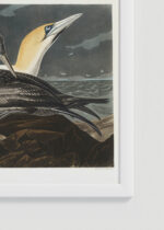 Zbliżenie na detale plakatu oprawionego w drewnianą białą ramkę od Plakatello®: Gannet - ornitologiczna ilustracja Johna Jamesa Audubona