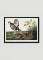 Plakat w drewnianej czarnej ramce: Cietrzew preriowy - John James Audubon Birds of America