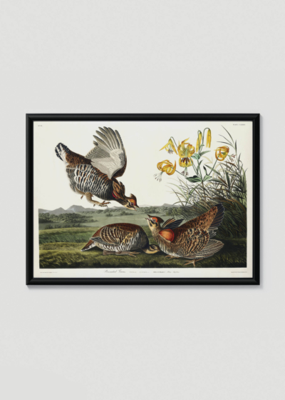 Plakat w drewnianej czarnej ramce: Cietrzew preriowy - John James Audubon Birds of America