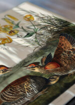Zbliżenie na detale plakatu: Cietrzew preriowy - John James Audubon Birds of America