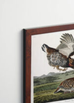 Plakat oprawiony w drewnianą brązową ramkę Vintage Italia: Cietrzew preriowy - John James Audubon Birds of America