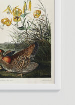 Zbliżenie na detale plakatu oprawionego w drewnianą białą ramkę od Plakatello®: Cietrzew preriowy - John James Audubon Birds of America
