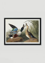 Plakat w drewnianej czarnej ramce: Shoveller Ducks - kaczki z ilustracji Audubona
