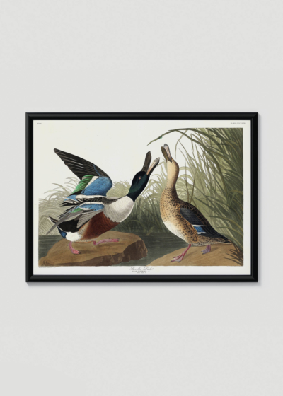 Plakat w drewnianej czarnej ramce: Shoveller Ducks - kaczki z ilustracji Audubona