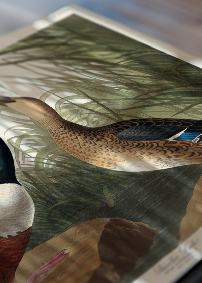 Zbliżenie na detale plakatu: Shoveller Ducks - kaczki z ilustracji Audubona