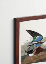 Plakat oprawiony w drewnianą brązową ramkę Vintage Italia: Shoveller Ducks - kaczki z ilustracji Audubona