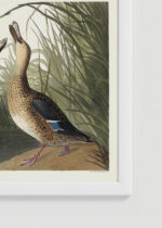 Zbliżenie na detale plakatu oprawionego w drewnianą białą ramkę od Plakatello®: Shoveller Ducks - kaczki z ilustracji Audubona