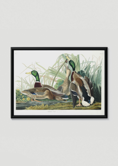 Plakat w drewnianej czarnej ramce: Kaczka krzyżówka - ilustracja Johna Jamesa Audubona