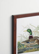 Plakat oprawiony w drewnianą brązową ramkę Vintage Italia: Kaczka krzyżówka - ilustracja Johna Jamesa Audubona