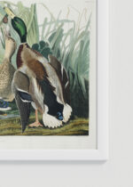 Zbliżenie na detale plakatu oprawionego w drewnianą białą ramkę od Plakatello®: Kaczka krzyżówka - ilustracja Johna Jamesa Audubona