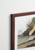 Plakat oprawiony w drewnianą brązową ramkę Vintage Italia: Amerykański Awocet - ilustracja Johna Jamesa Audubona