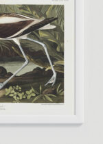 Zbliżenie na detale plakatu oprawionego w drewnianą białą ramkę od Plakatello®: Amerykański Awocet - ilustracja Johna Jamesa Audubona