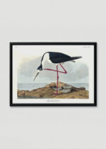 Plakat w drewnianej czarnej ramce: Długonoga Avoceta - John James Audubon Birds of America