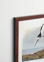 Plakat oprawiony w drewnianą brązową ramkę Vintage Italia: Długonoga Avoceta - John James Audubon Birds of America
