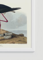 Zbliżenie na detale plakatu oprawionego w drewnianą białą ramkę od Plakatello®: Długonoga Avoceta - John James Audubon Birds of America
