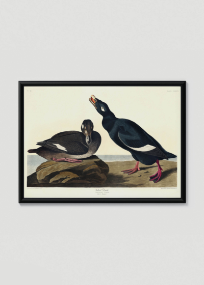 Plakat w drewnianej czarnej ramce: Velvet Duck - ptaki Ameryki Johna Jamesa Audubona