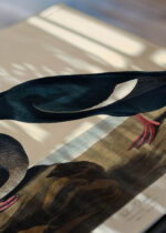 Zbliżenie na detale plakatu: Velvet Duck - ptaki Ameryki Johna Jamesa Audubona