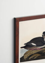 Plakat oprawiony w drewnianą brązową ramkę Vintage Italia: Velvet Duck - ptaki Ameryki Johna Jamesa Audubona