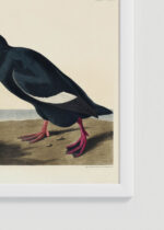 Zbliżenie na detale plakatu oprawionego w drewnianą białą ramkę od Plakatello®: Velvet Duck - ptaki Ameryki Johna Jamesa Audubona