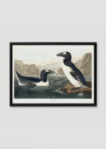Plakat w drewnianej czarnej ramce: Alka olbrzymia - ilustracja Johna Jamesa Audubona