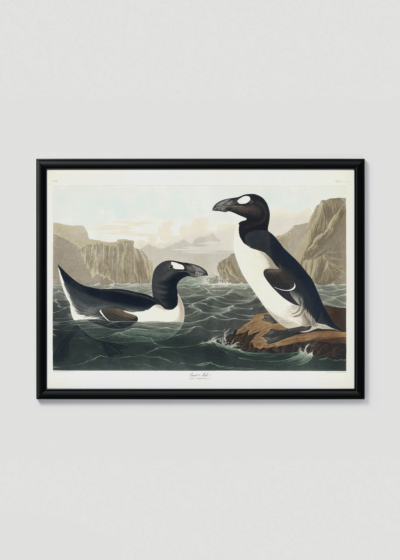 Plakat w drewnianej czarnej ramce: Alka olbrzymia - ilustracja Johna Jamesa Audubona