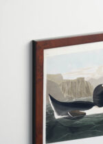 Plakat oprawiony w drewnianą brązową ramkę Vintage Italia: Alka olbrzymia - ilustracja Johna Jamesa Audubona