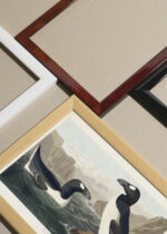 Widok z góry na cztery drewniane ramki, w jednej z nich oprawiony plakat Alka olbrzymia - ilustracja Johna Jamesa Audubona