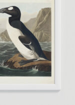 Zbliżenie na detale plakatu oprawionego w drewnianą białą ramkę od Plakatello®: Alka olbrzymia - ilustracja Johna Jamesa Audubona