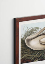 Plakat oprawiony w drewnianą brązową ramkę Vintage Italia: Łabędź trąbiący - ilustracja Johna Jamesa Audubona