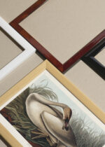 Widok z góry na cztery drewniane ramki, w jednej z nich oprawiony plakat Łabędź trąbiący - ilustracja Johna Jamesa Audubona
