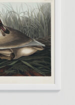 Zbliżenie na detale plakatu oprawionego w drewnianą białą ramkę od Plakatello®: Łabędź trąbiący - ilustracja Johna Jamesa Audubona