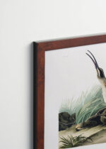 Plakat oprawiony w drewnianą brązową ramkę Vintage Italia: Siewka zwyczajna - ilustracja Johna Jamesa Audubona