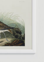 Zbliżenie na detale plakatu oprawionego w drewnianą białą ramkę od Plakatello®: Siewka zwyczajna - ilustracja Johna Jamesa Audubona