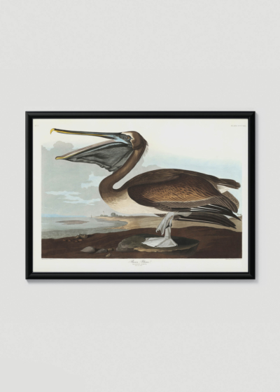 Plakat w drewnianej czarnej ramce: Pelikan Brunatny - ilustracja Johna Jamesa Audubona