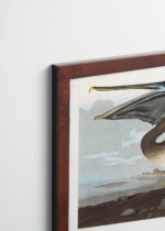 Plakat oprawiony w drewnianą brązową ramkę Vintage Italia: Pelikan Brunatny - ilustracja Johna Jamesa Audubona