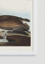 Zbliżenie na detale plakatu oprawionego w drewnianą białą ramkę od Plakatello®: Pelikan Brunatny - ilustracja Johna Jamesa Audubona