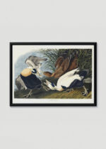 Plakat w drewnianej czarnej ramce: Eider Duck kaczki edredony John James Audubon