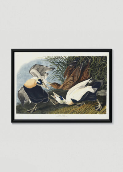 Plakat w drewnianej czarnej ramce: Eider Duck kaczki edredony John James Audubon