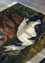 Zbliżenie na detale plakatu: Eider Duck kaczki edredony John James Audubon