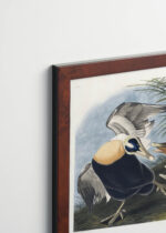 Plakat oprawiony w drewnianą brązową ramkę Vintage Italia: Eider Duck kaczki edredony John James Audubon
