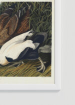 Zbliżenie na detale plakatu oprawionego w drewnianą białą ramkę od Plakatello®: Eider Duck kaczki edredony John James Audubon