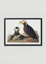 Plakat w drewnianej czarnej ramce: Tufted Auk - ilustracja ptaków Johna Jamesa Audubona