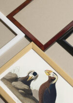 Widok z góry na cztery drewniane ramki, w jednej z nich oprawiony plakat Tufted Auk - ilustracja ptaków Johna Jamesa Audubona