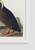 Zbliżenie na detale plakatu oprawionego w drewnianą białą ramkę od Plakatello®: Tufted Auk - ilustracja ptaków Johna Jamesa Audubona