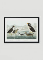 Plakat w drewnianej czarnej ramce: ptaki morskie Audubon Birds of America