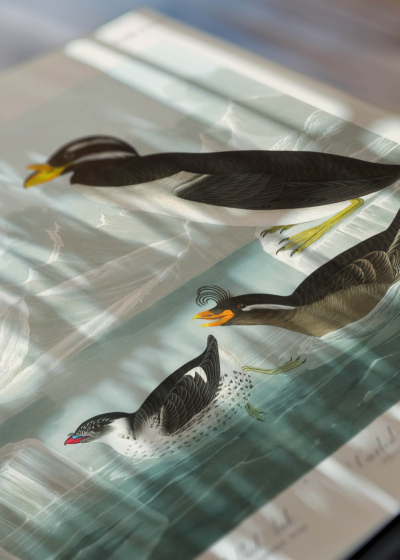 Zbliżenie na detale plakatu: ptaki morskie Audubon Birds of America