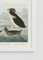 Zbliżenie na detale plakatu oprawionego w drewnianą białą ramkę od Plakatello®: ptaki morskie Audubon Birds of America