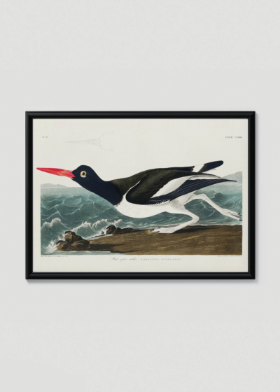 Plakat w drewnianej czarnej ramce: Ostrygojad amerykański John James Audubon ptaki Ameryki