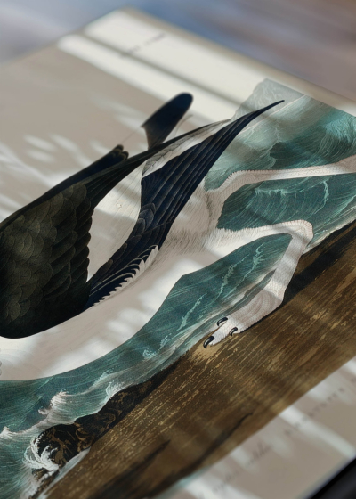 Zbliżenie na detale plakatu: Ostrygojad amerykański John James Audubon ptaki Ameryki
